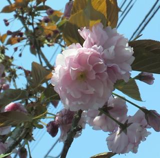 ４月２０日(水)　八重桜　北九州市小倉南区