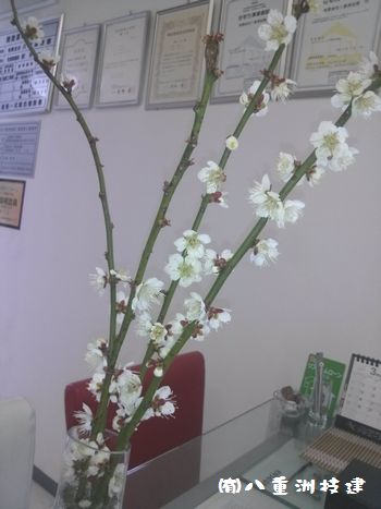 ３月６日（火）梅の花