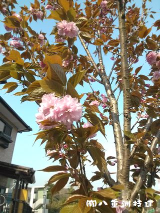 ４月１８日(水)　八重桜　北九州市小倉南区