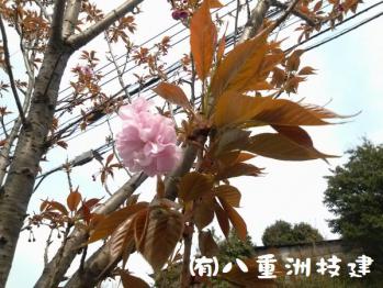 ４月６日(土)八重桜開花　北九州市小倉南区